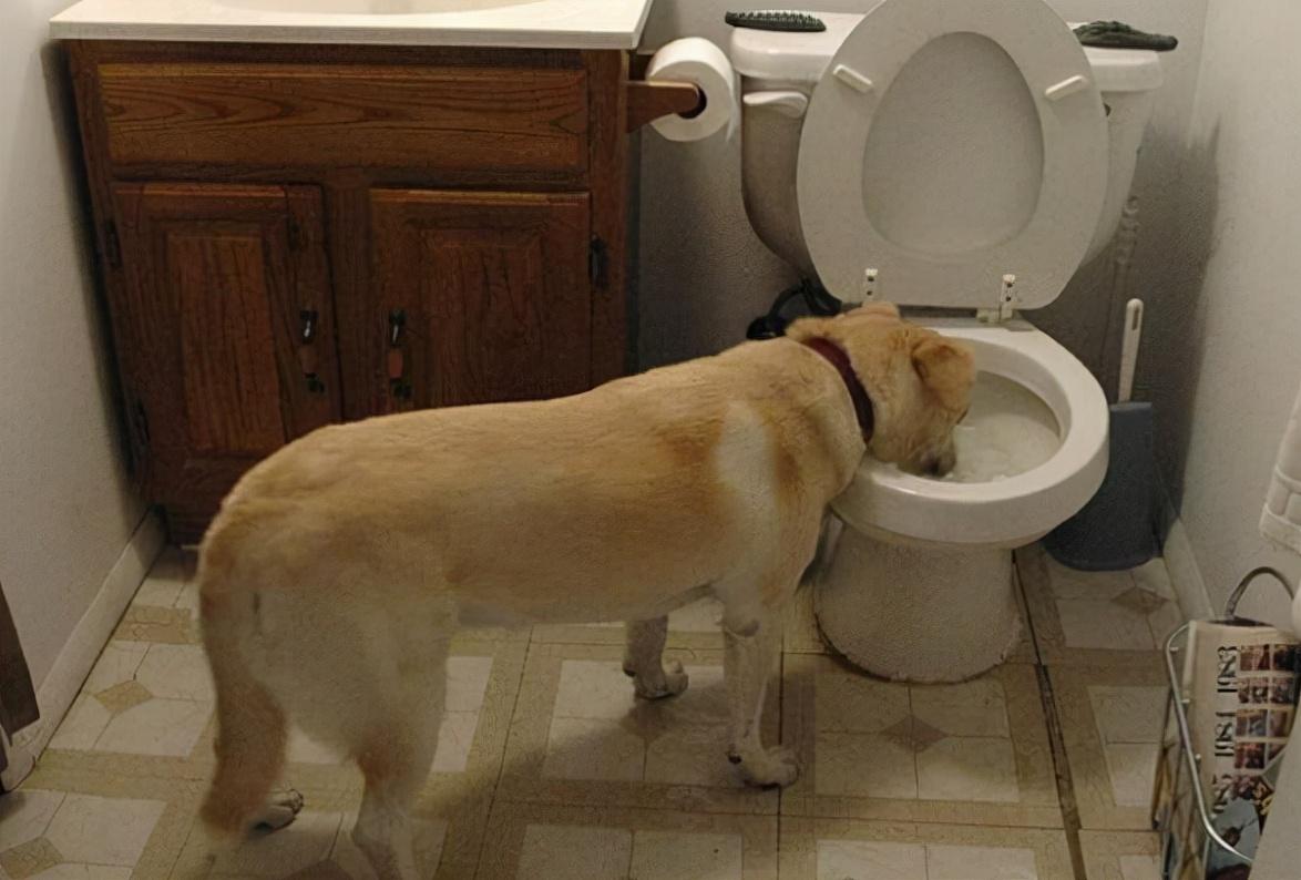 人类拉的屎为什么会臭（吃屎对身体有什么影响）(图11)