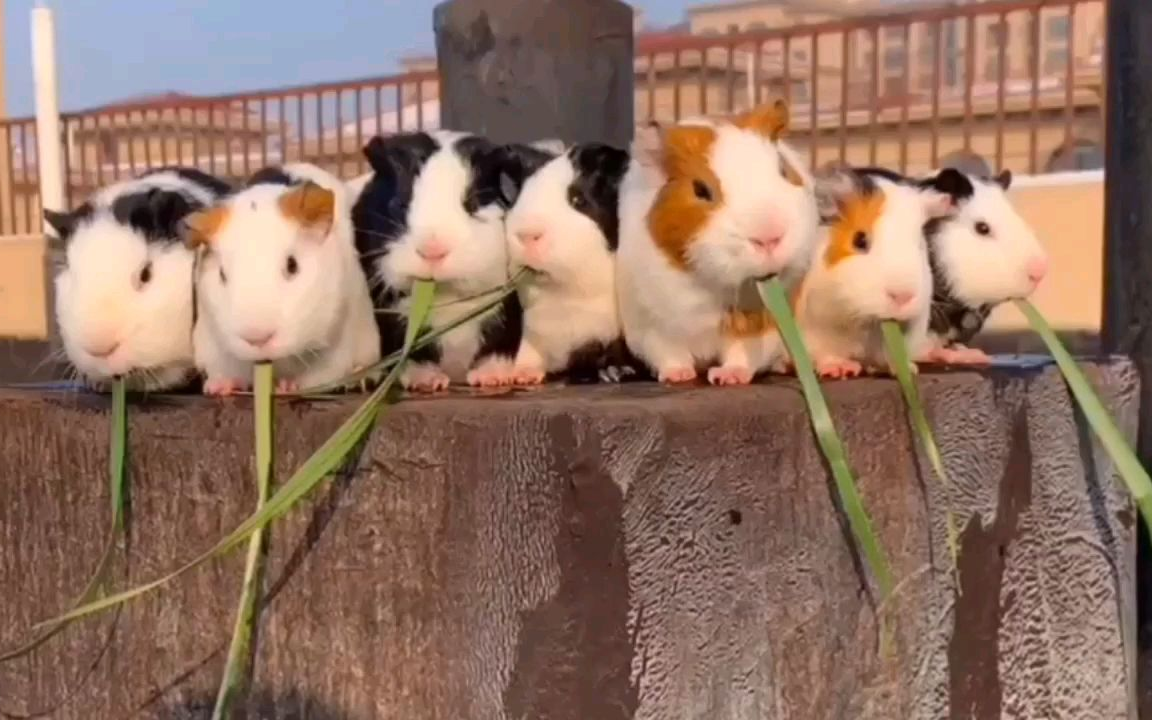 人类拉的屎为什么会臭（吃屎对身体有什么影响）(图12)