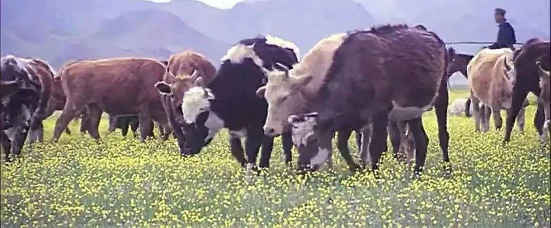 田壮壮个人资料简介代表作（一代名导田壮壮，退圈了）