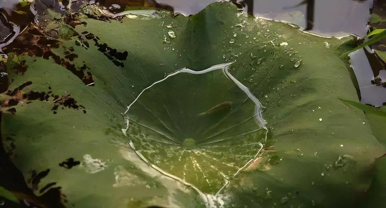 余秀华简介个人资料（“荡妇”余秀华的风流人生，和她不为人知的反抗之路）