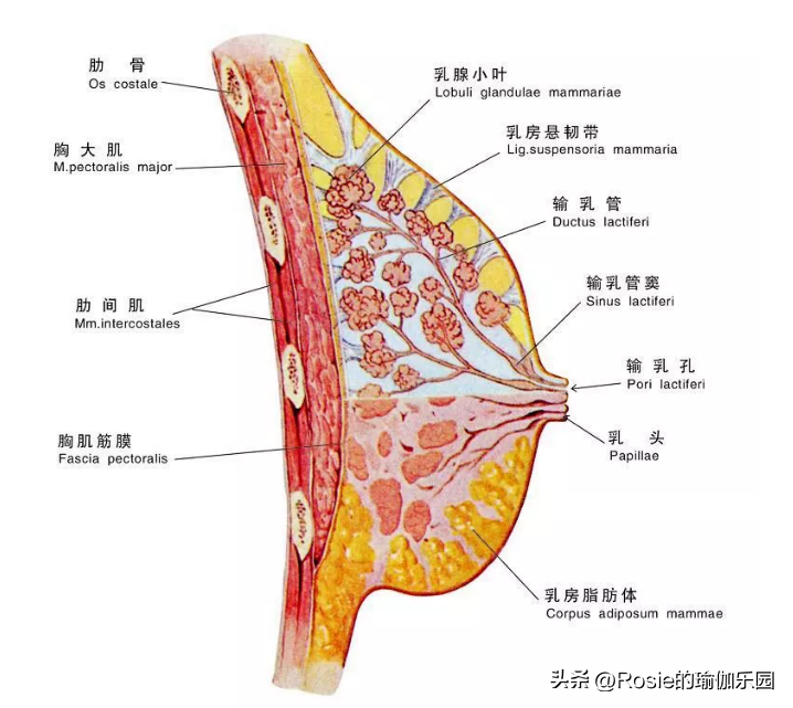 张子枫瘦成皮包骨，什么是好身材？解锁挺拔美胸自信又美丽