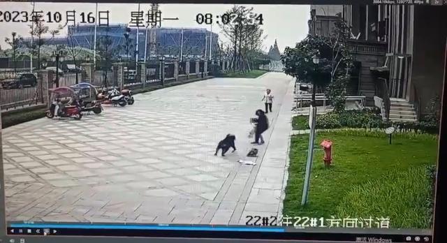 成都小女孩被黑狗咬伤 黑狗主人会面临什么刑罚？