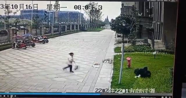 成都小女孩被黑狗咬伤 黑狗主人会面临什么刑罚？