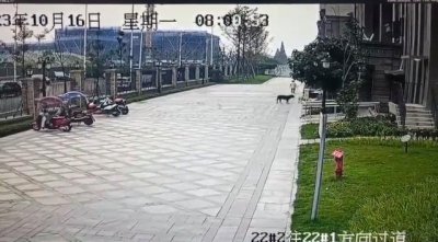 ​成都小女孩被黑狗咬伤 黑狗主人会面临什么刑罚？