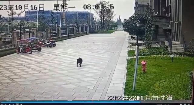 成都小女孩被黑狗咬伤 黑狗主人会面临什么刑罚？