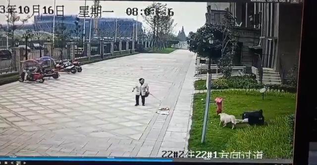 成都小女孩被黑狗咬伤 黑狗主人会面临什么刑罚？