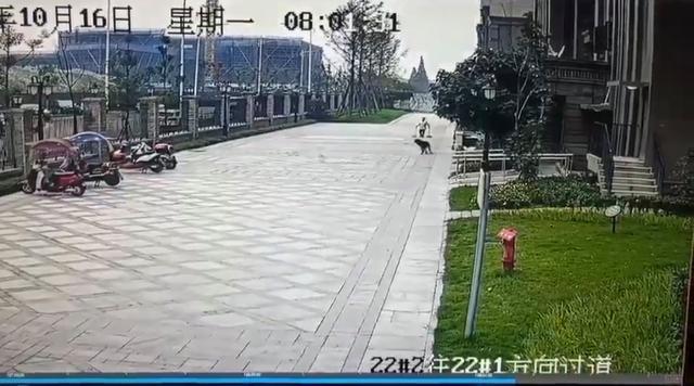 成都小女孩被黑狗咬伤 黑狗主人会面临什么刑罚？