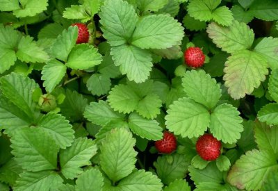 ​5种毒蛇“害怕”的植物，还能对付蛇伤，希望大家介绍给身边的人