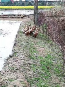 ​如何用谷鸭做一道香辣味的谷鸭火锅？