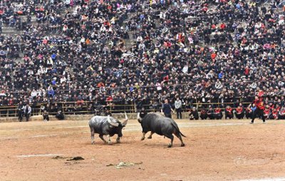 ​壮观！贵州乡村斗牛比赛气氛不输“村BA”，从业者：赛前灌烈酒