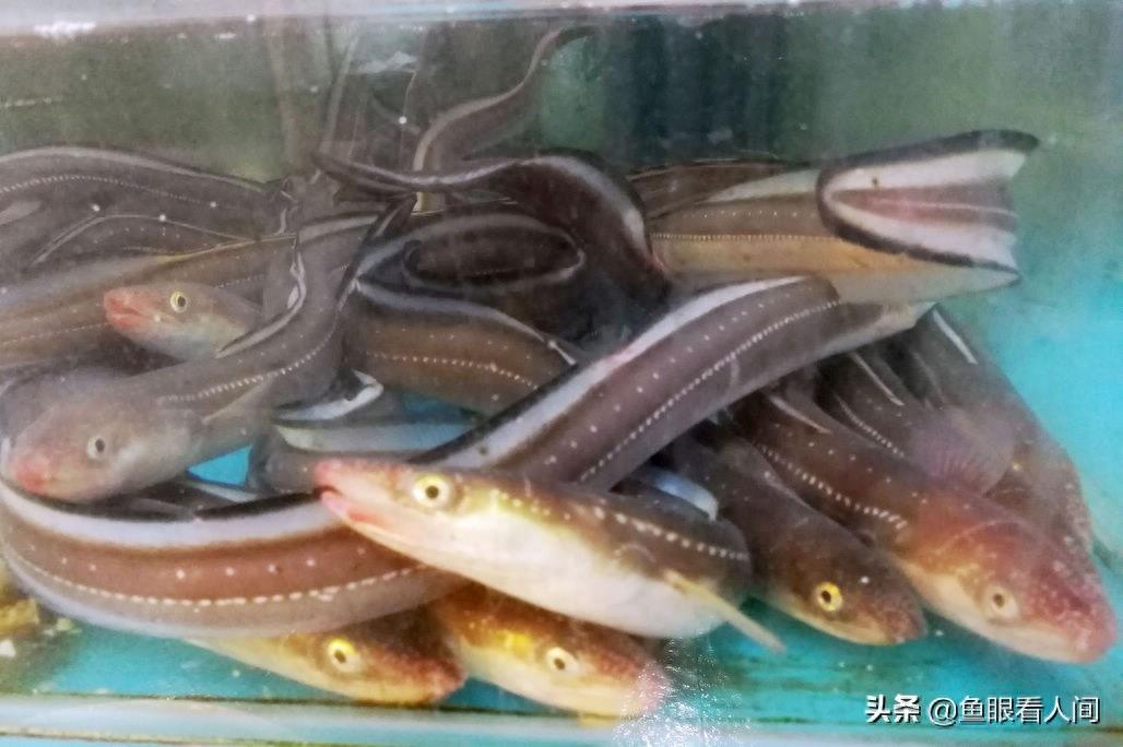 海鲜市场适合普通市民的海鲜 鲜梭鱼15元一斤 买年货的好去处