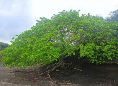 ​被称为“死亡之树”，不能碰不能砍也不能烧，专家也拿它没有办法