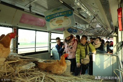 ​天津街头公交现“养鸡专车”，为提倡绿色出行免费送“1蛋”