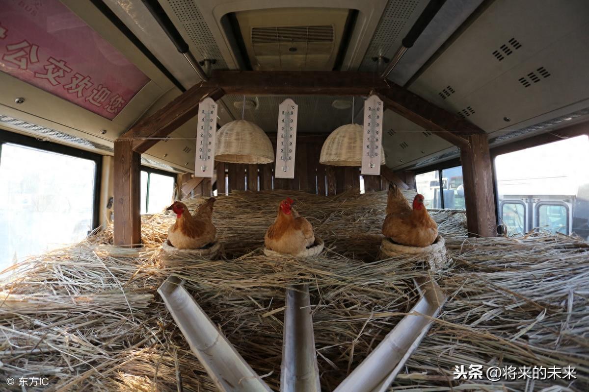 天津街头公交现“养鸡专车”，为提倡绿色出行免费送“1蛋”