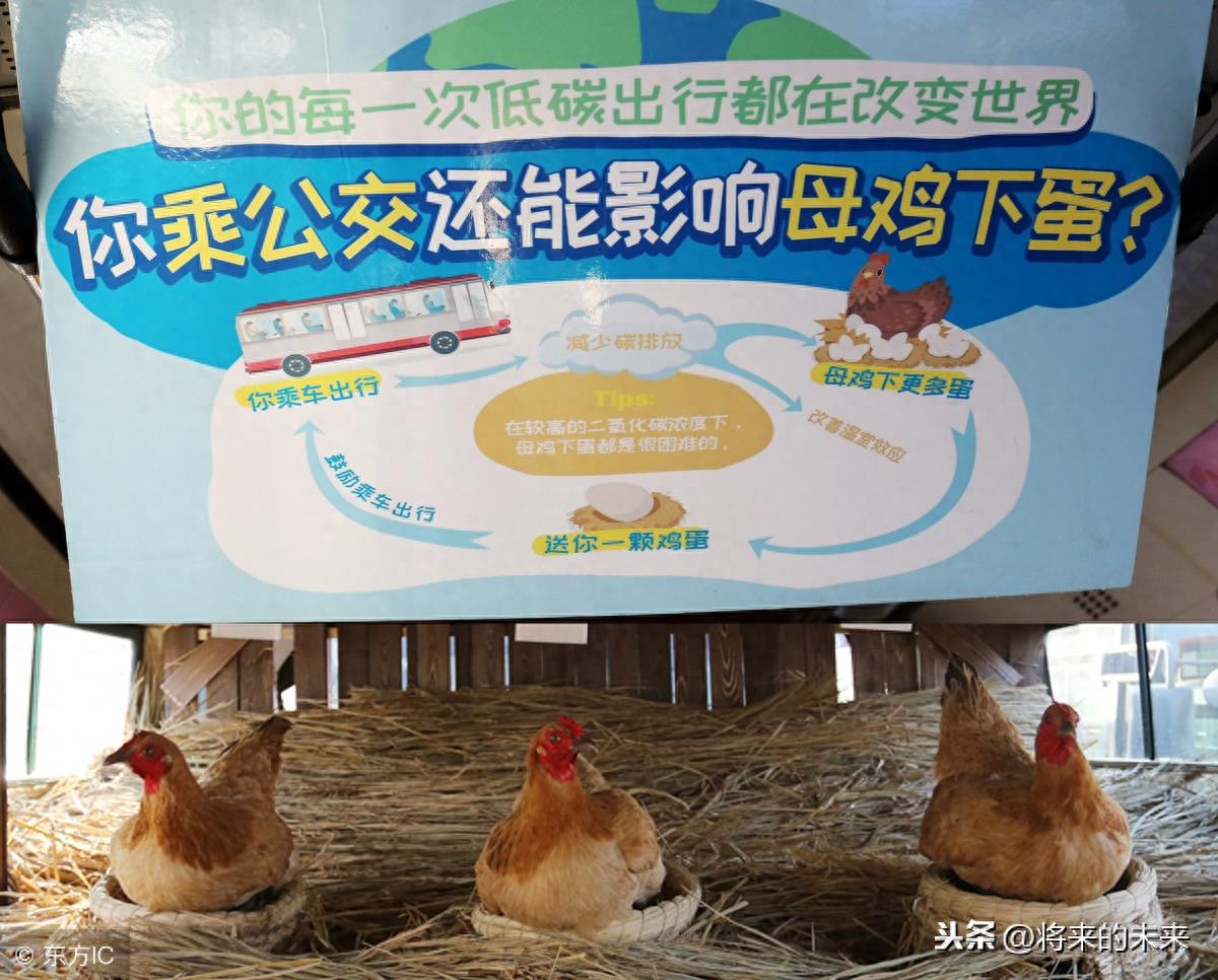 天津街头公交现“养鸡专车”，为提倡绿色出行免费送“1蛋”