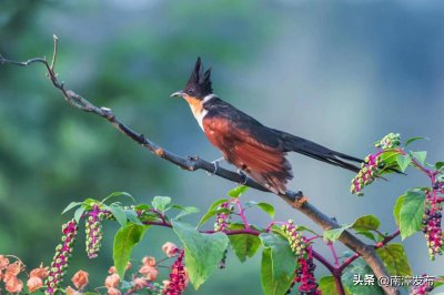 ​湖北南漳：头戴“凤冠”的红翅凤头鹃