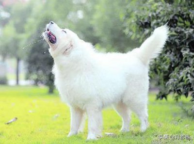 ​大白熊犬多少钱一只