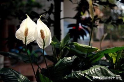 ​一帆风顺黄叶怎么办？几招教你搞定黄叶