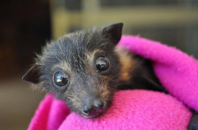 ​蝙蝠很可怕？从这8张照片近距离看它们的样子，原来小蝙蝠最可爱