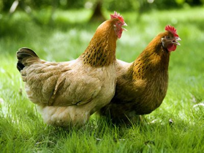 ​鸡感冒治疗方法 鸡感冒吃土霉素能好吗？