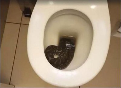 ​如厕惊魂，马桶内现巨蟒吓坏留学生，还好是一条无毒地毯蟒