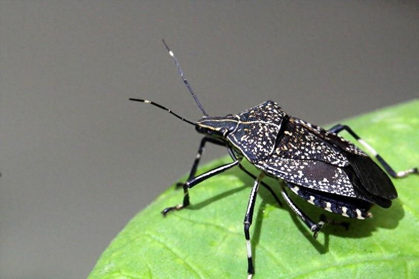 臭气专家椿象昆虫图片(9张）