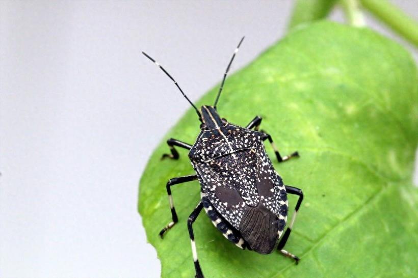 臭气专家椿象昆虫图片(9张）