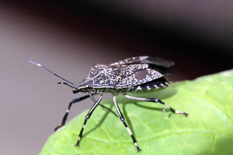 臭气专家椿象昆虫图片(9张）