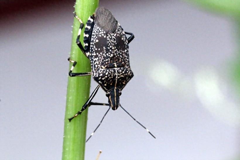 臭气专家椿象昆虫图片(9张）