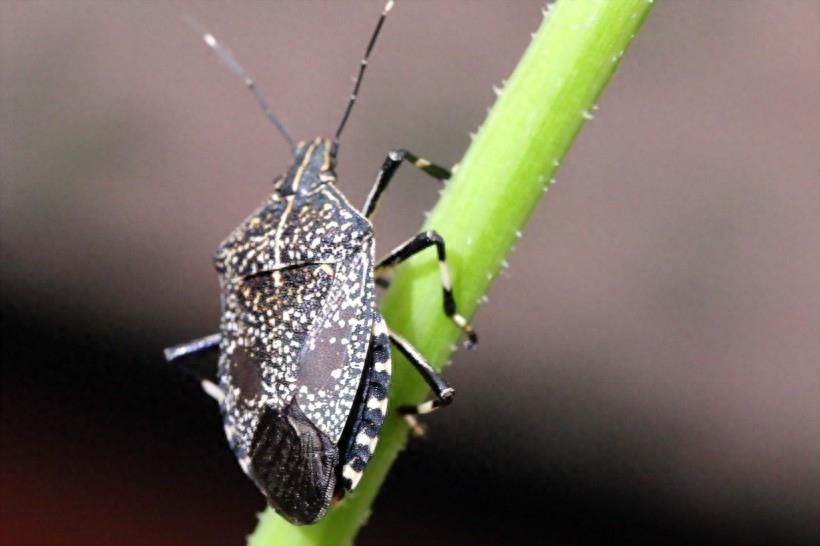 臭气专家椿象昆虫图片(9张）