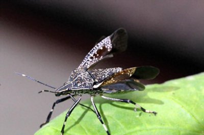 ​臭气专家椿象昆虫图片(9张）