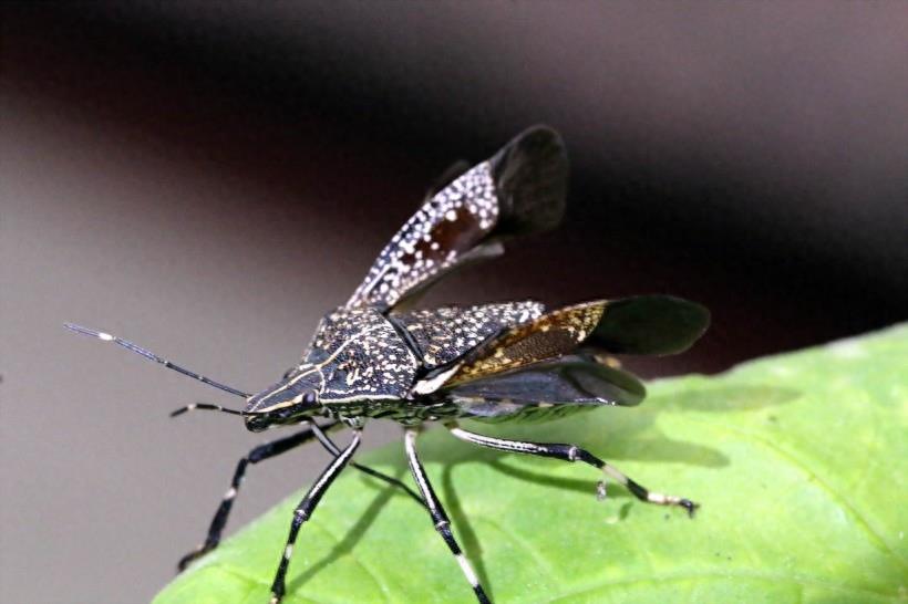 臭气专家椿象昆虫图片(9张）