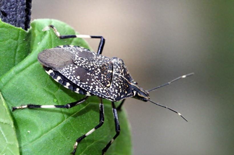 臭气专家椿象昆虫图片(9张）