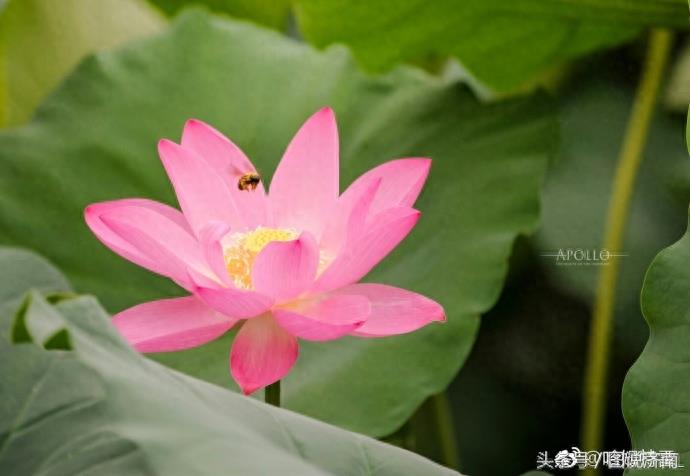 网友神回复：夏雨荷也是铲屎官？