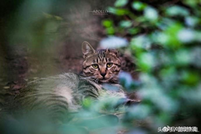 网友神回复：夏雨荷也是铲屎官？