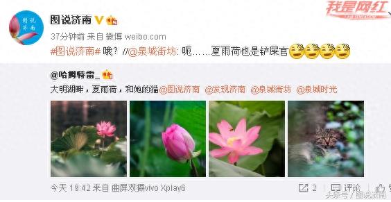 网友神回复：夏雨荷也是铲屎官？