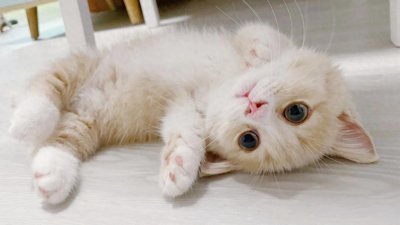 ​猫咪认定你是主人的7个表现