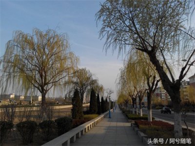 ​农村人告诉你，柳树芽儿这样吃！