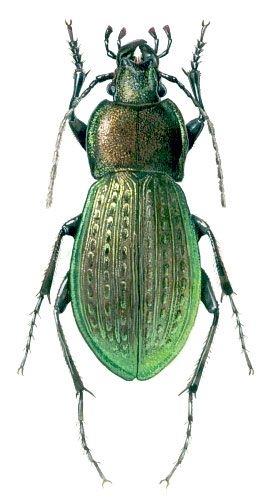 色彩斑斓的“步甲虫”