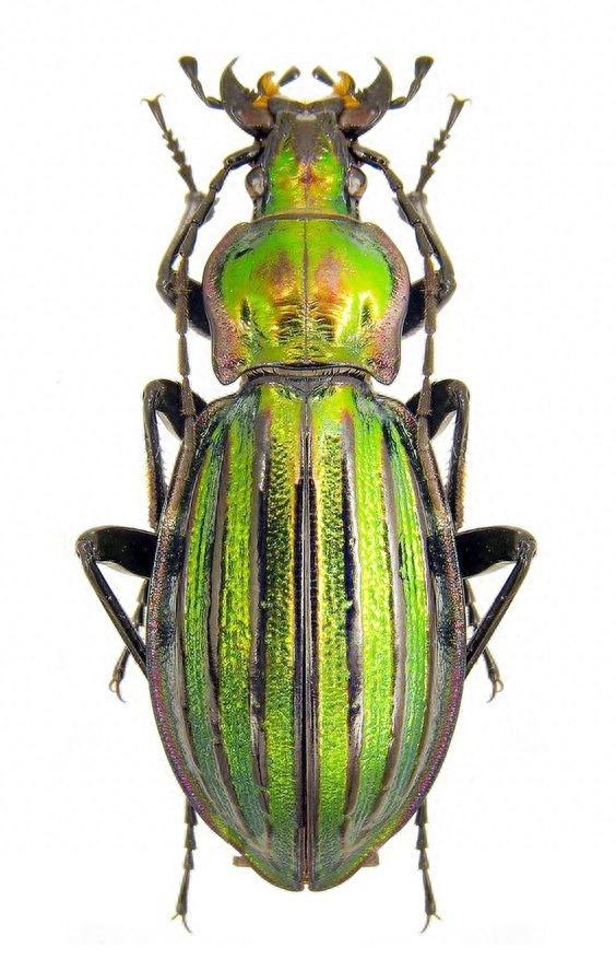 色彩斑斓的“步甲虫”