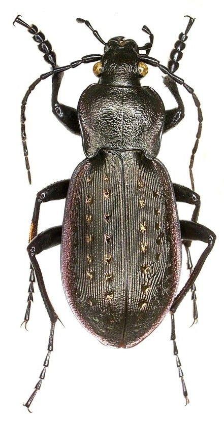 色彩斑斓的“步甲虫”