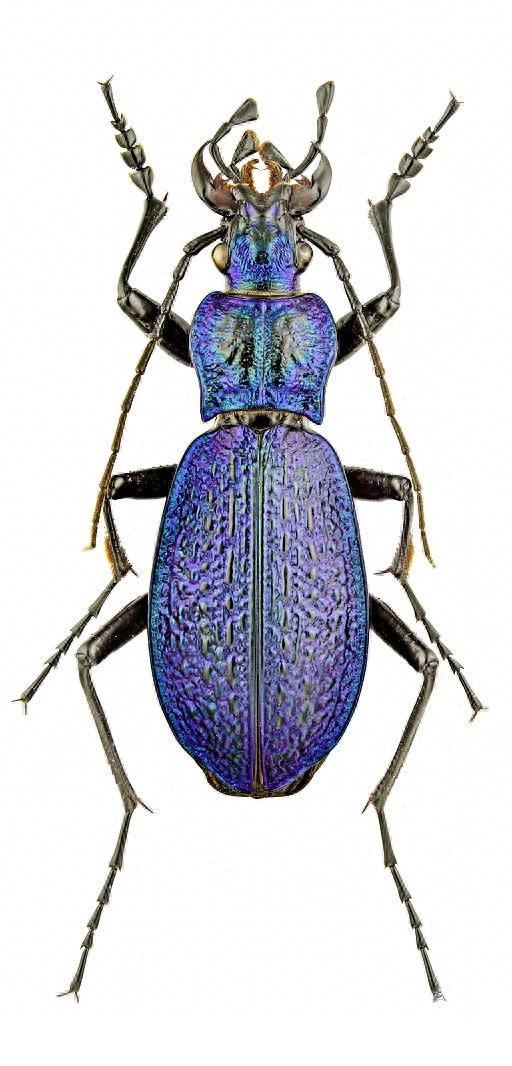 色彩斑斓的“步甲虫”