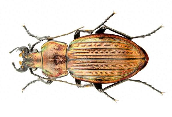 色彩斑斓的“步甲虫”