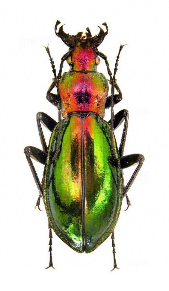 色彩斑斓的“步甲虫”