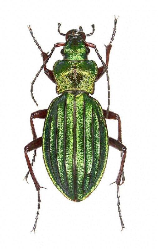 色彩斑斓的“步甲虫”