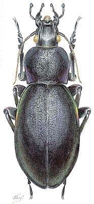 色彩斑斓的“步甲虫”