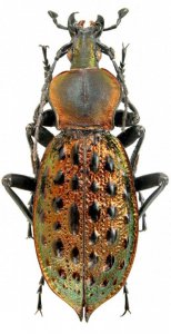 ​色彩斑斓的“步甲虫”