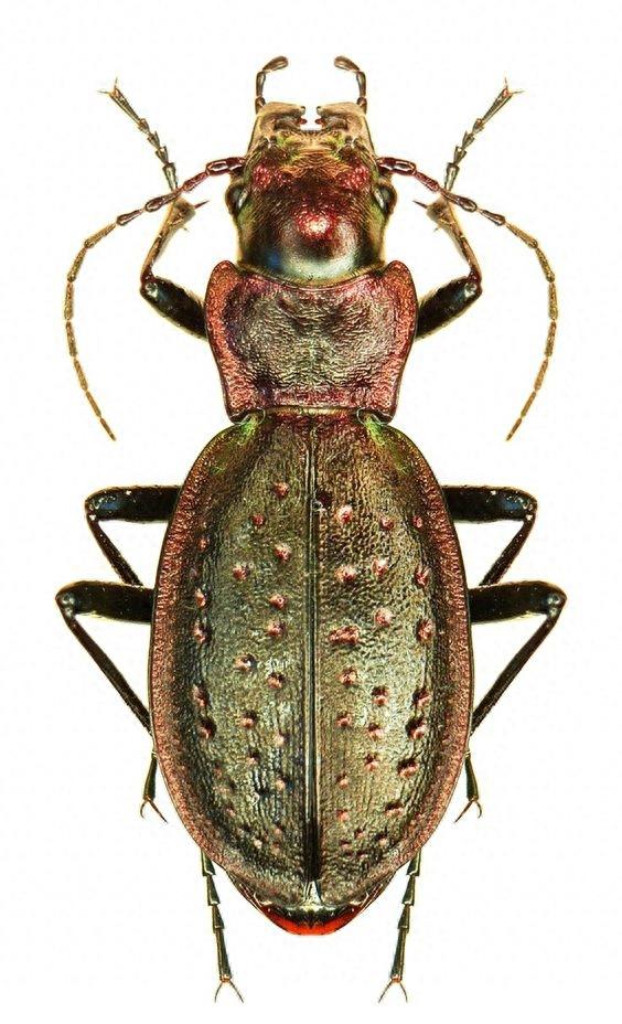 色彩斑斓的“步甲虫”