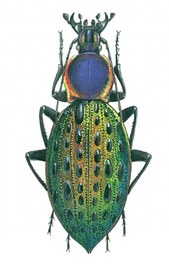 色彩斑斓的“步甲虫”