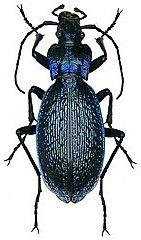 色彩斑斓的“步甲虫”